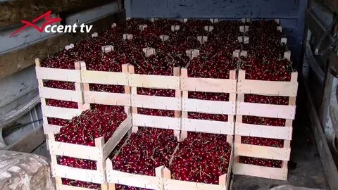 Вишня как хранить