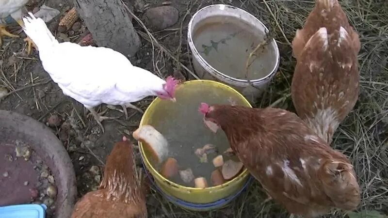 Можно ли курам давать апельсины