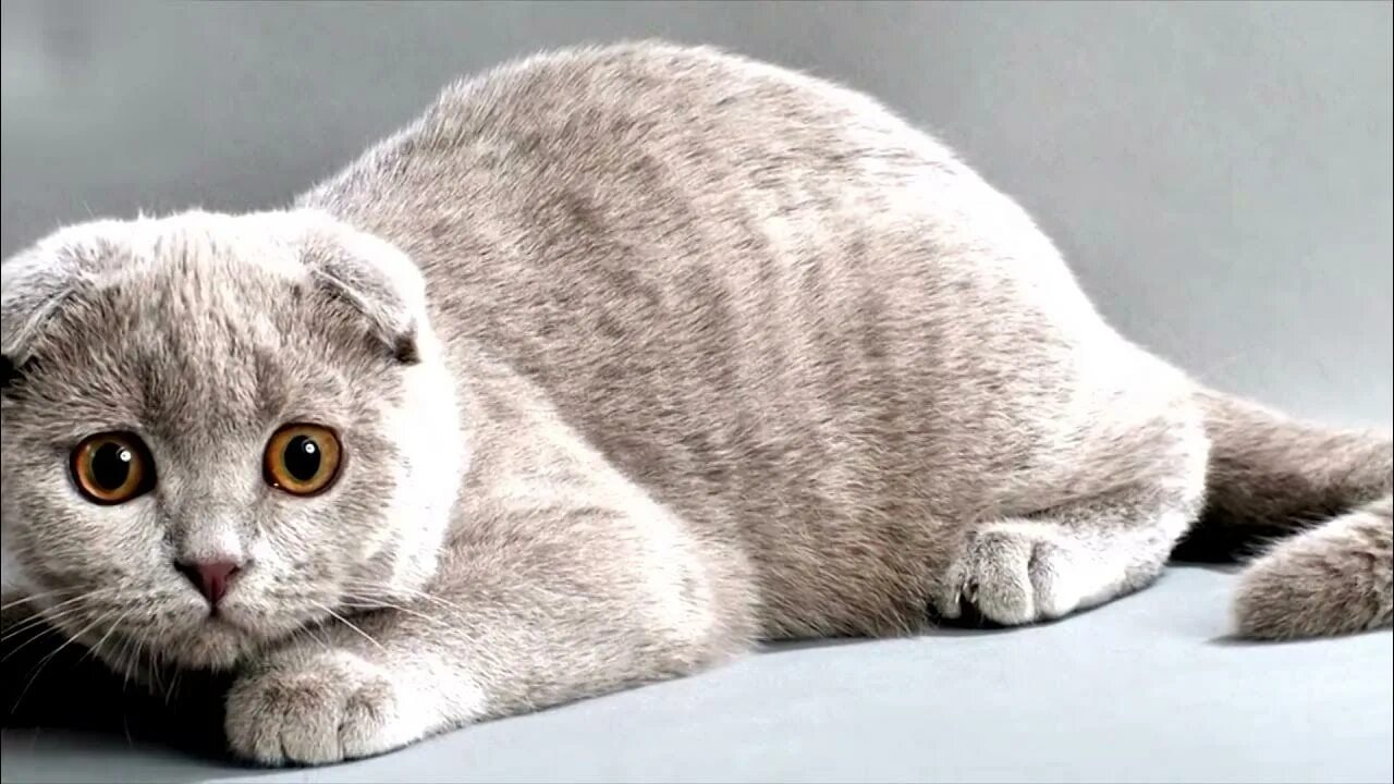Шотландский скоттиш страйт мраморный. Шотландская вислоухая кошка белая с серым. Шотландская вислоухая бэби фейс. Шотландская дворовая. Шотландская дворовая.