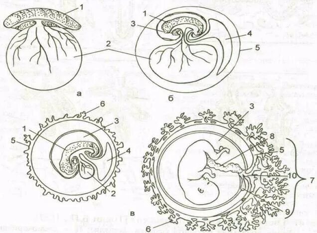 Амниотическое яйцо пресмыкающихся. Хорион амнион аллантоис функции. Зародышевые оболочки амнион и хорион. Строение зародыша хорион амнион. Хорион амнион ворсинки хориона.