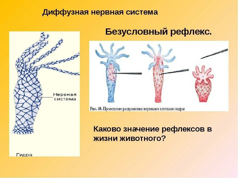 Сетчатая нервная система гидры. Гидра нервная система диффузного типа. Диффузная нервная система кишечнополостных. Нервная система диффузного типа у кого гидры.