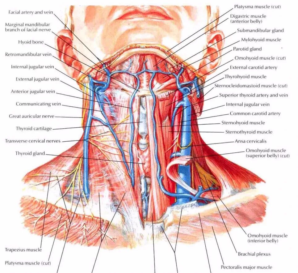 Шея снизу. Анатомия мягких тканей шеи топография. Строение снизу шея. Trigonum caroticum. Строение передней поверхности шеи анатомия.