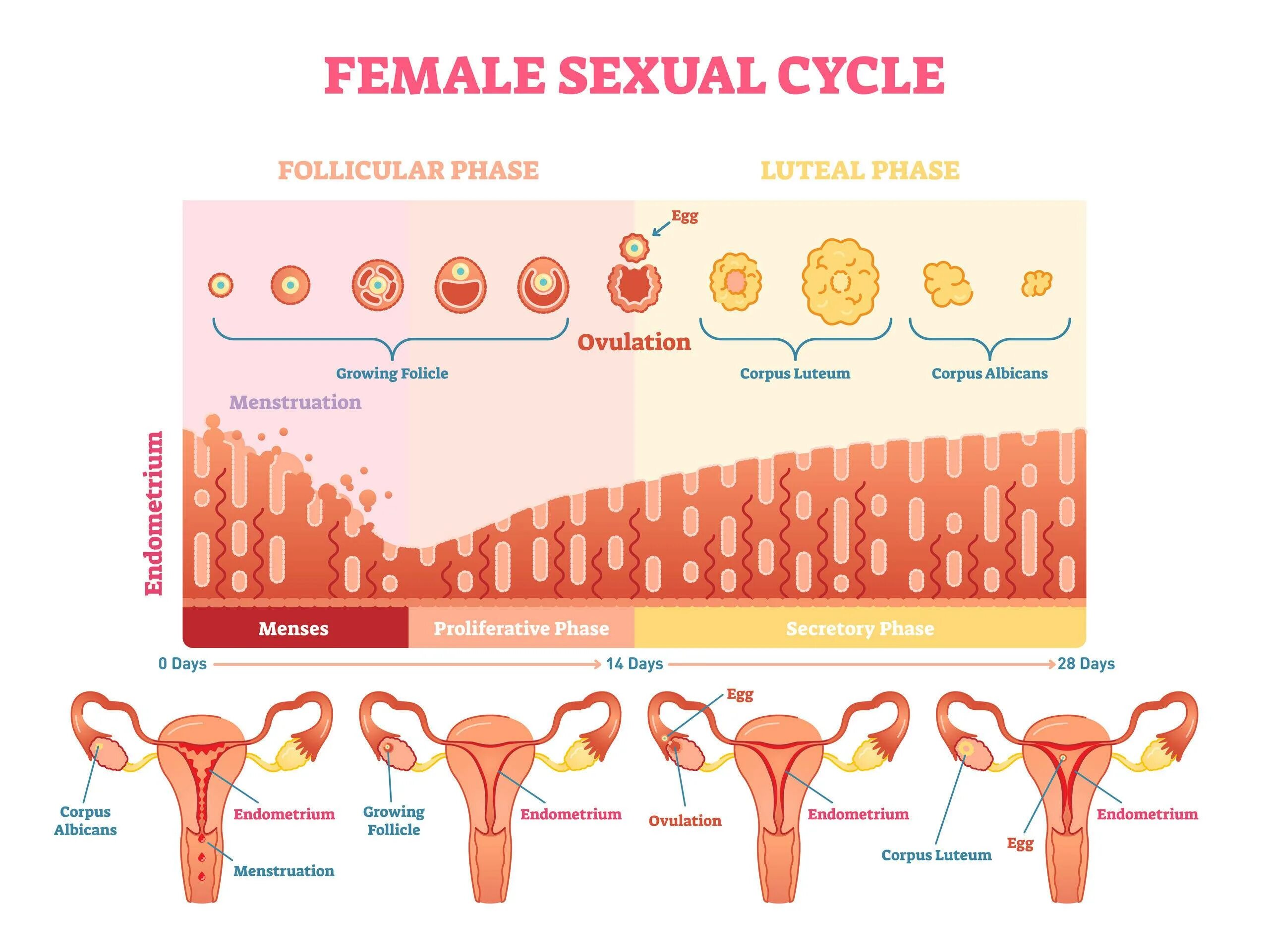 Механизм менструационного цикла. Фазы матки в менструационного цикла. Женские циклы месячные. Овуляция половые губы