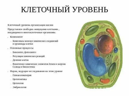Клеточный уровень организации кратко