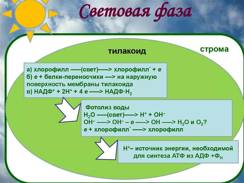 Место световой фазы. Хлорофилл световая фаза. Фазы фотосинтеза. Источник энергии световой фазы. Продукты световой фазы.