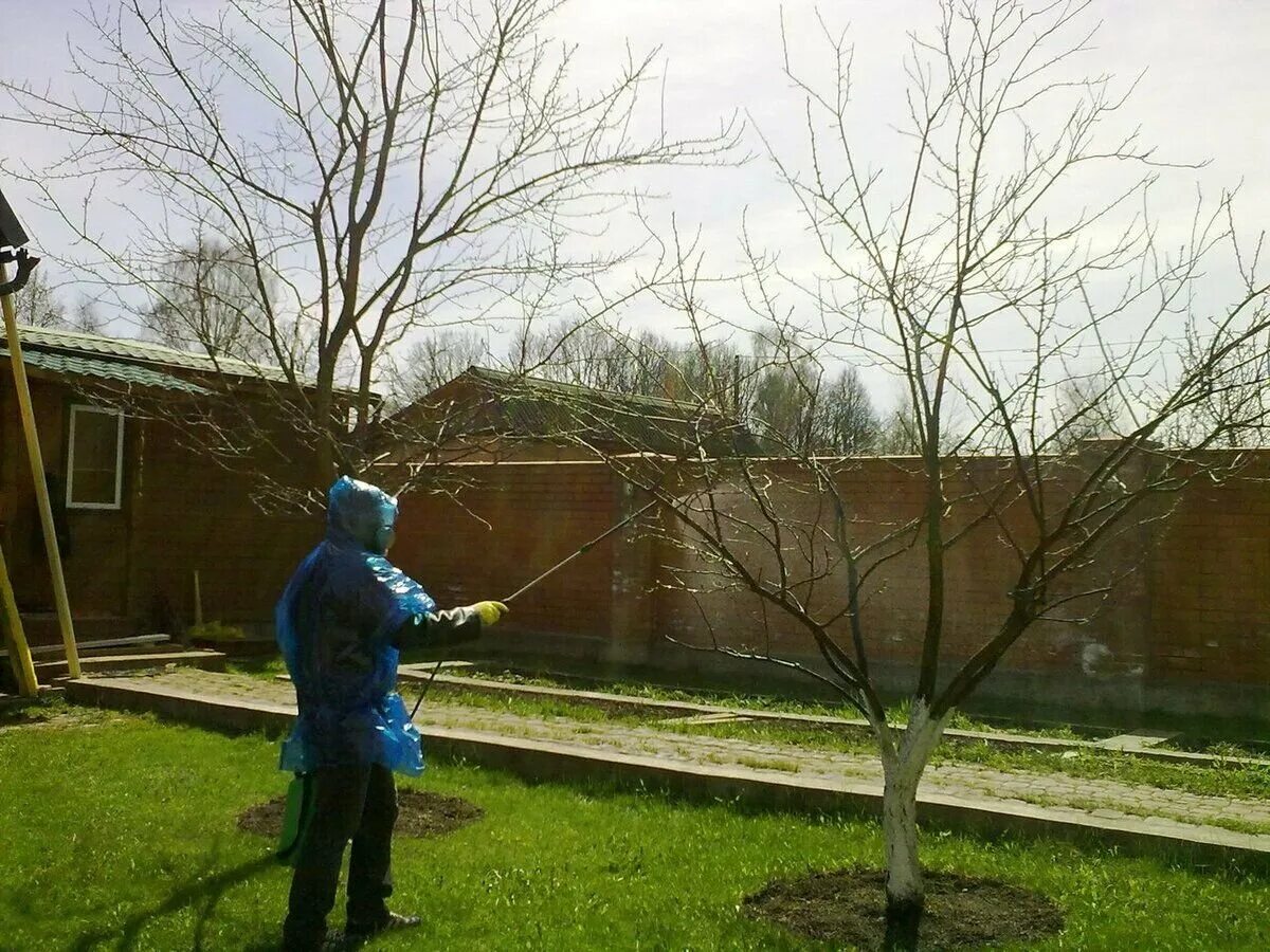 Обработка яблонь купоросом. Весенняя побелка плодовых деревьев. Весеннее опрыскивание плодовых деревьев. Опрыскивание плодовых деревьев ранней весной. Обработка деревьев в саду.
