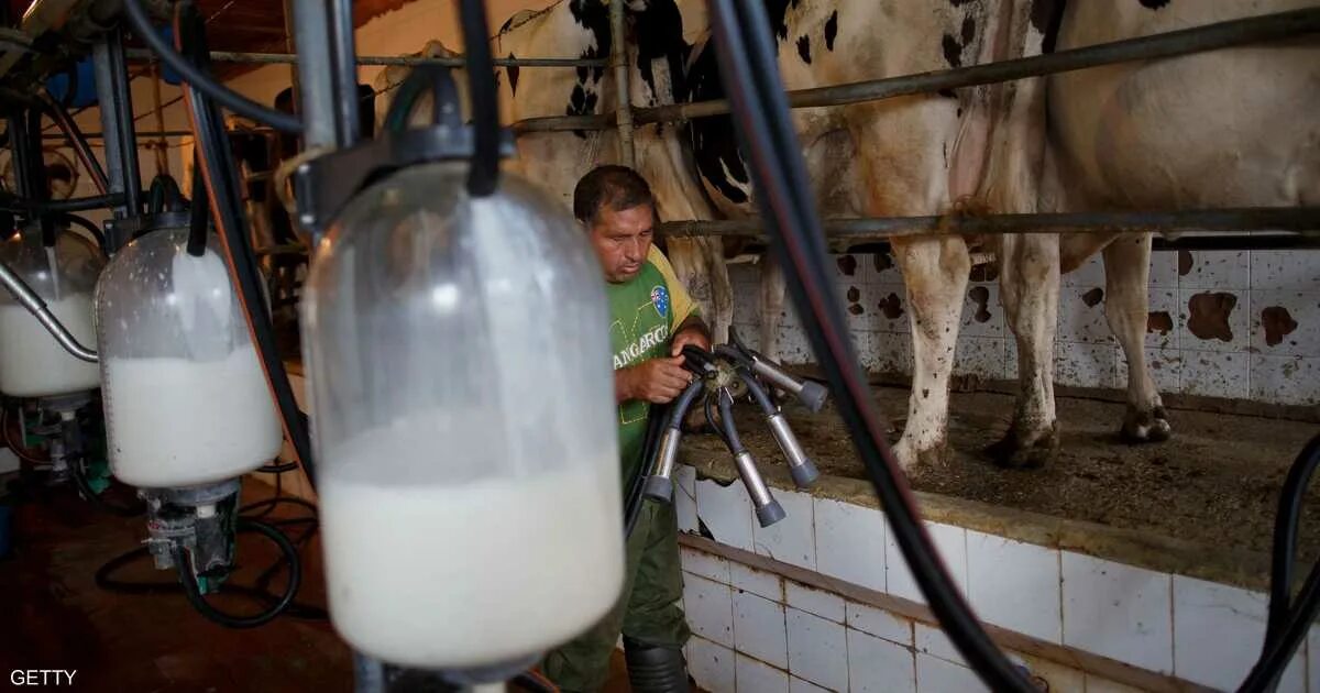 Реализуем молоко. Производство молока. Молоко ферма. Коровы на заводе молока. Молочная промышленность.