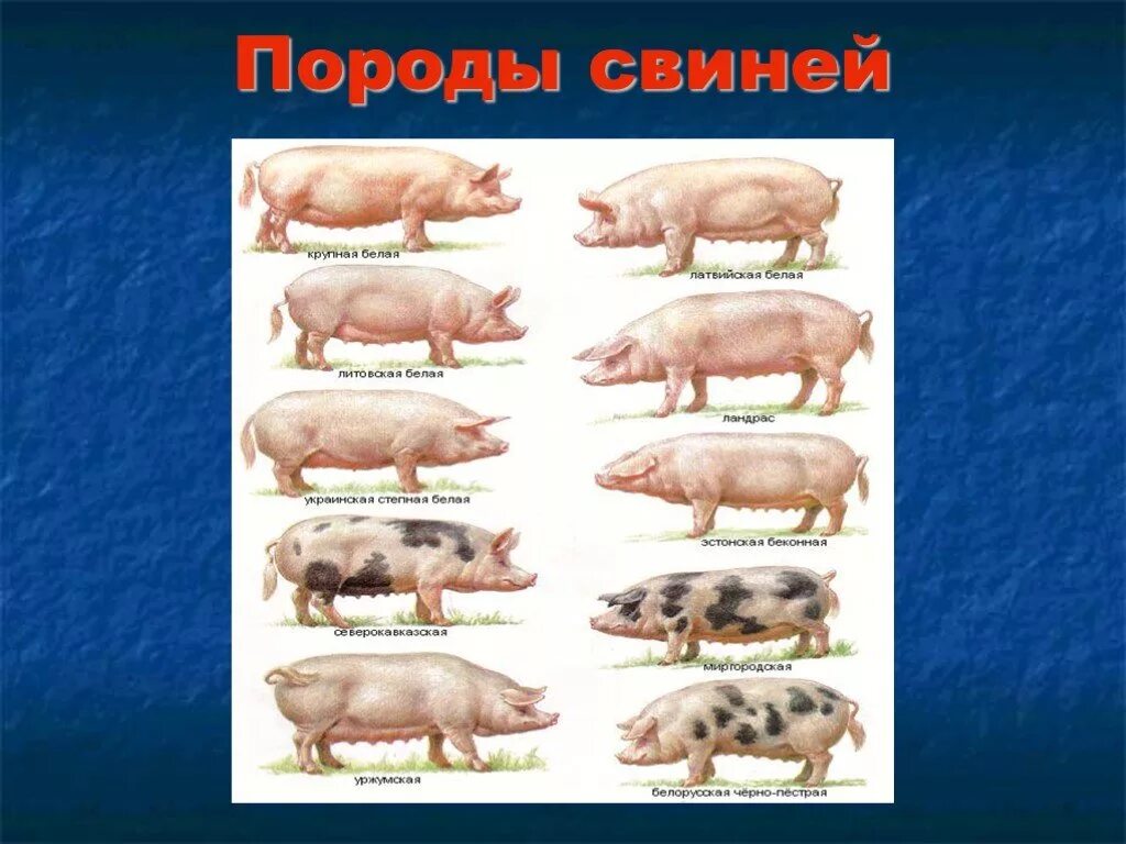 Свинья окружающий мир 3 класс. Породы свиней. Разновидности свиней. Породы домашних животных свиней. Презентация на тему свиноводство.
