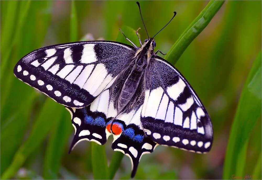 Как называется где бабочки. Махаон бабочка Махаон. Бабочка Махаон (Papilio Machaon). Бабочка парусник Махаон. Бабочка Махаон ussuriensis.
