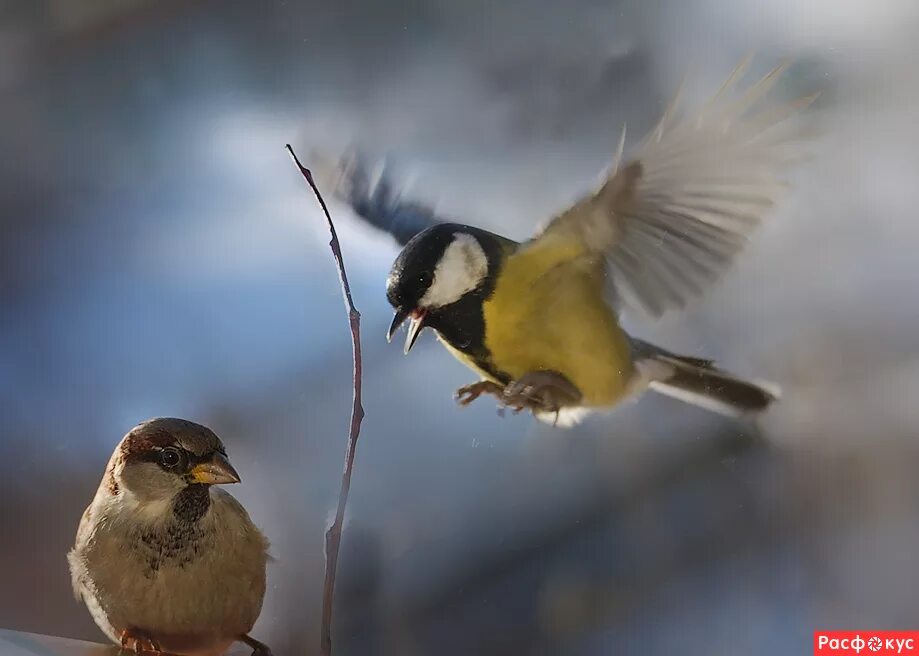 синички и воробьи зимой. воробей и синица на ветке. воробушек и синичка. синичка и воробей в снегу. воробей и синица на ветке.