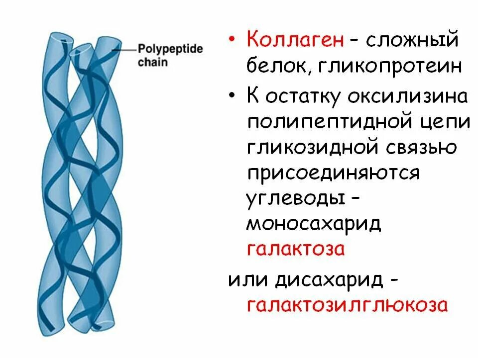 Коллаген строение белка биохимия. Фибриллярные белки эластин и коллаген структура. Коллаген строение. Коллаген структурный белок.