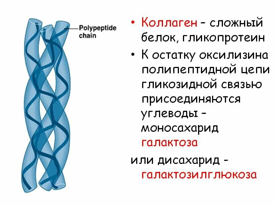 Коллаген эффективность. Коллаген строение белка биохимия. Коллаген строение белка. Фибриллярные белки эластин и коллаген структура. Коллаген строение.