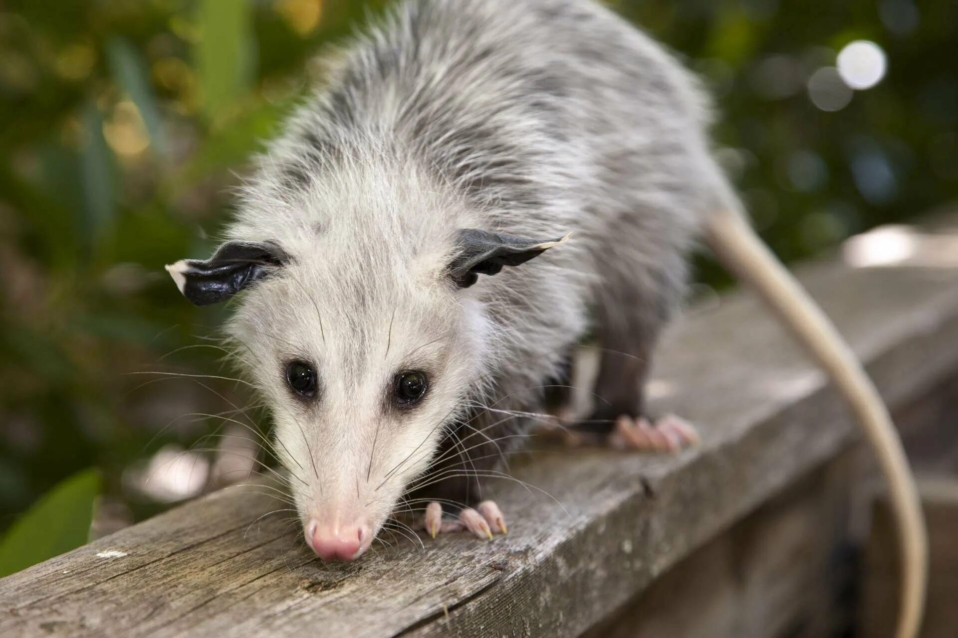Виргинский опоссум. Сумчатый опоссум. Сумчатая крыса опоссум. Сумчатая крыса опоссум. Опоссум что это такое.