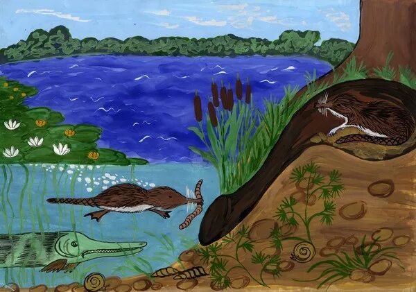 обитатели пруда для дошкольников. экосистема рисунок. экосистема водоема для дошкольников. морская пищевая цепочка. обитатели водоемов для дошкольников.