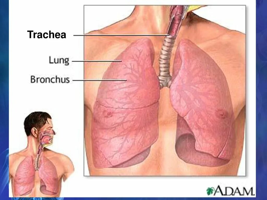 Легкие и бронхи человека. Бронхи и легкие расположение. Расположение бронхов и легких. Трахея бронхи лёгкие. 1 расположение легких