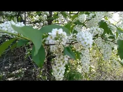 Яблоня черемуха