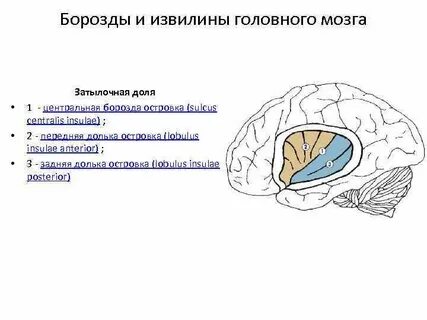 Затылочные борозды