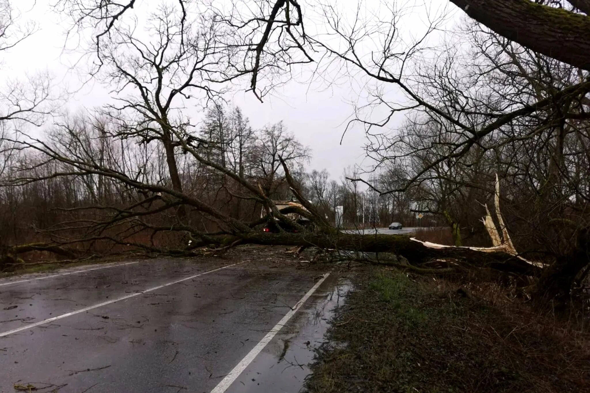 Ветер грозил. Ураган в Калининградской области. Штормовой ветер в Калининграде. Поваленное дерево на дороге.