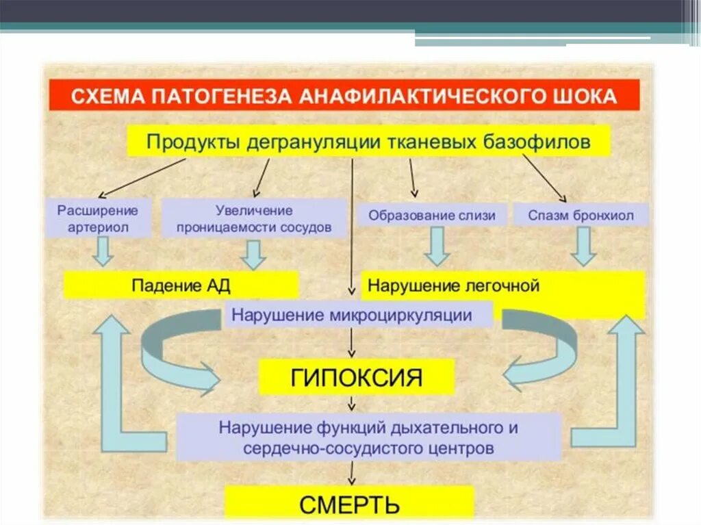 Патогенез анафилактического шока схема. Анафилактический ШОК механизм развития схема. Аллергический ШОК патогенез. Анафилаксия этиология патогенез. Анафилактический шок патогенез