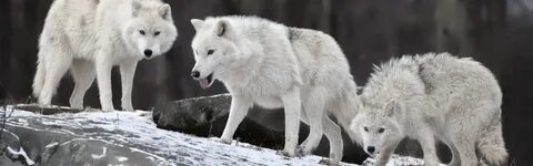 Wolf 4t