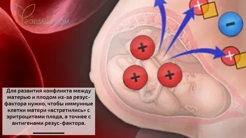 Иммуноглобулин резус последствия