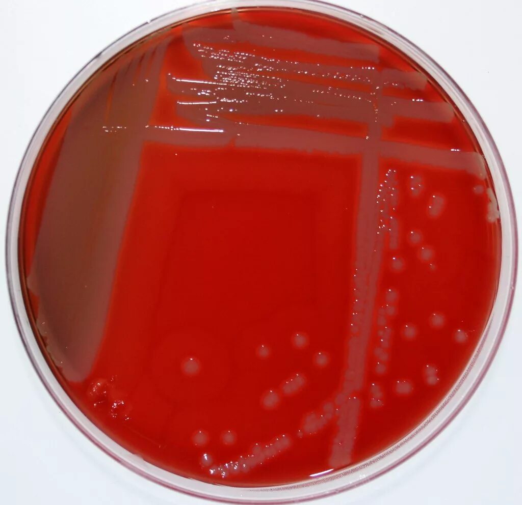 Ба агар. Стафилококк лецитиназа. Pseudomonas aeruginosa на чашке Петри. Staphylococcus pseudintermedius.