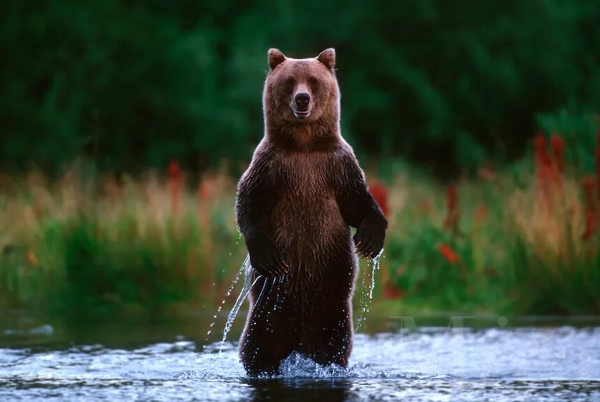 его медвежество и прочие