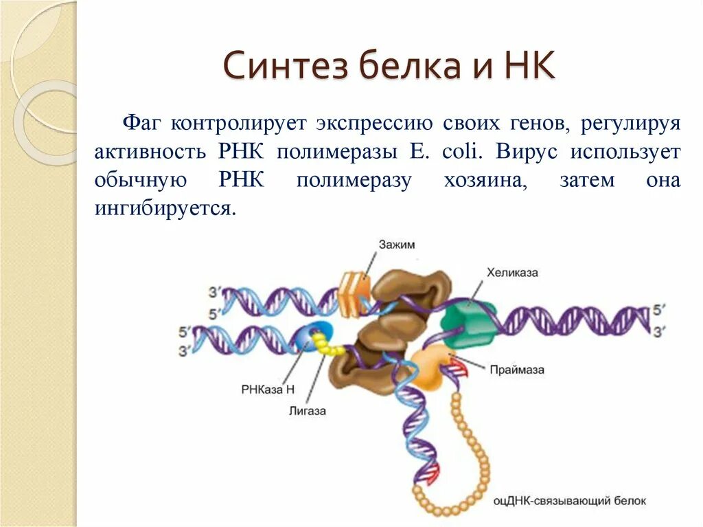 Синтез белка. Синтез белка РНК. Белок Синтез. Синтез РНК И белков.