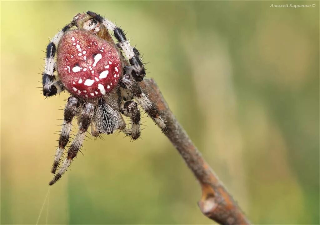 паук рэд спайдер. красноспинный паук. паук с красным пятном. паук божья коровка (eresus cinnaberinus). чёрная вдова паук яд.