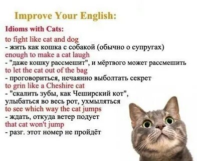 Cats слова