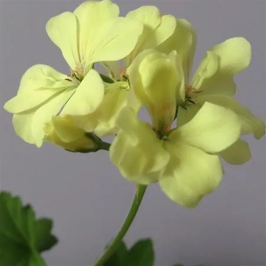 Пеларгония желтая фото и описание сорта Blommande inomhusväxter Köp & sälj begagnat & oanvänt på Tradera