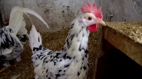 Куры леггорн далматинец
