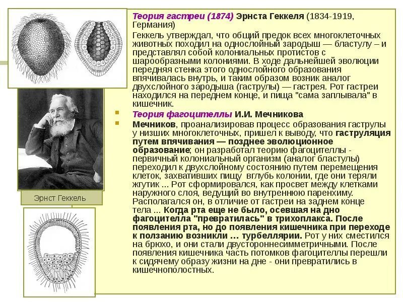 Появление многоклеточности привело. Теория гаструлы Геккель. Теория гастреи Геккеля. Гипотеза гастреи Геккеля. Гипотеза гастреи Эрнста Геккеля.