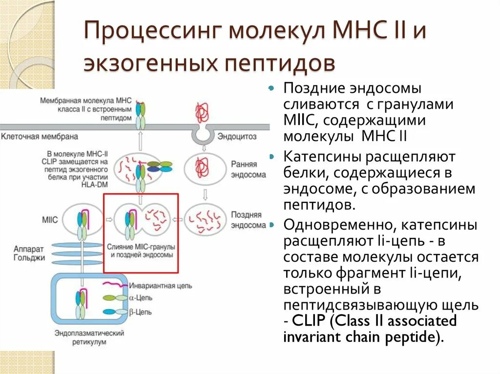 Экзогенные антигены. Процессинг антигена МНС 2. Процессинг экзогенных антигенов схема. Процессинг АГ MHC II. Процессинг MHC 1.