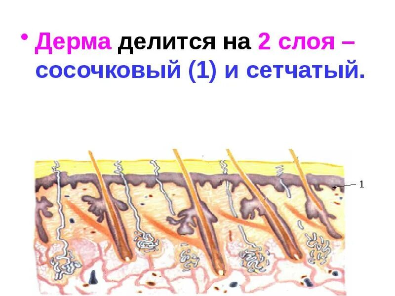 2 дерма. Дерма делится на. дерма делится на 2 слоя. сосочковый и сетчатый слой дермы. дерма делится на сосочковый слой и.