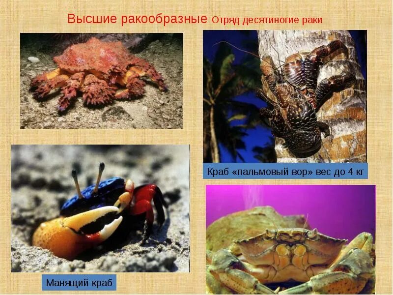 Десятиногие креветки. Строение омара. Десятиногие ракообразные десятиногие ракообразные. Десятиногие крабы. Десятиногие ракообразные.