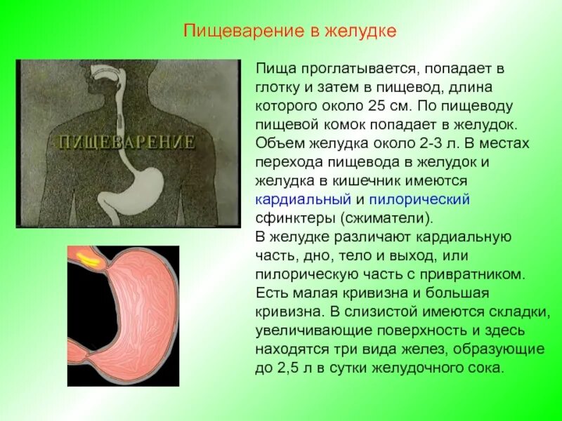 Пищевод пища время. Попадание пищи в желудок. Ощущение тяжести в желудке и пищеводе. Из желудка пища попадает в.