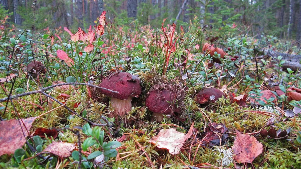 Грибы прячутся. Грибы прячутся. Грибы спрятались. Грибы спрятались. Подосиновики на столе.
