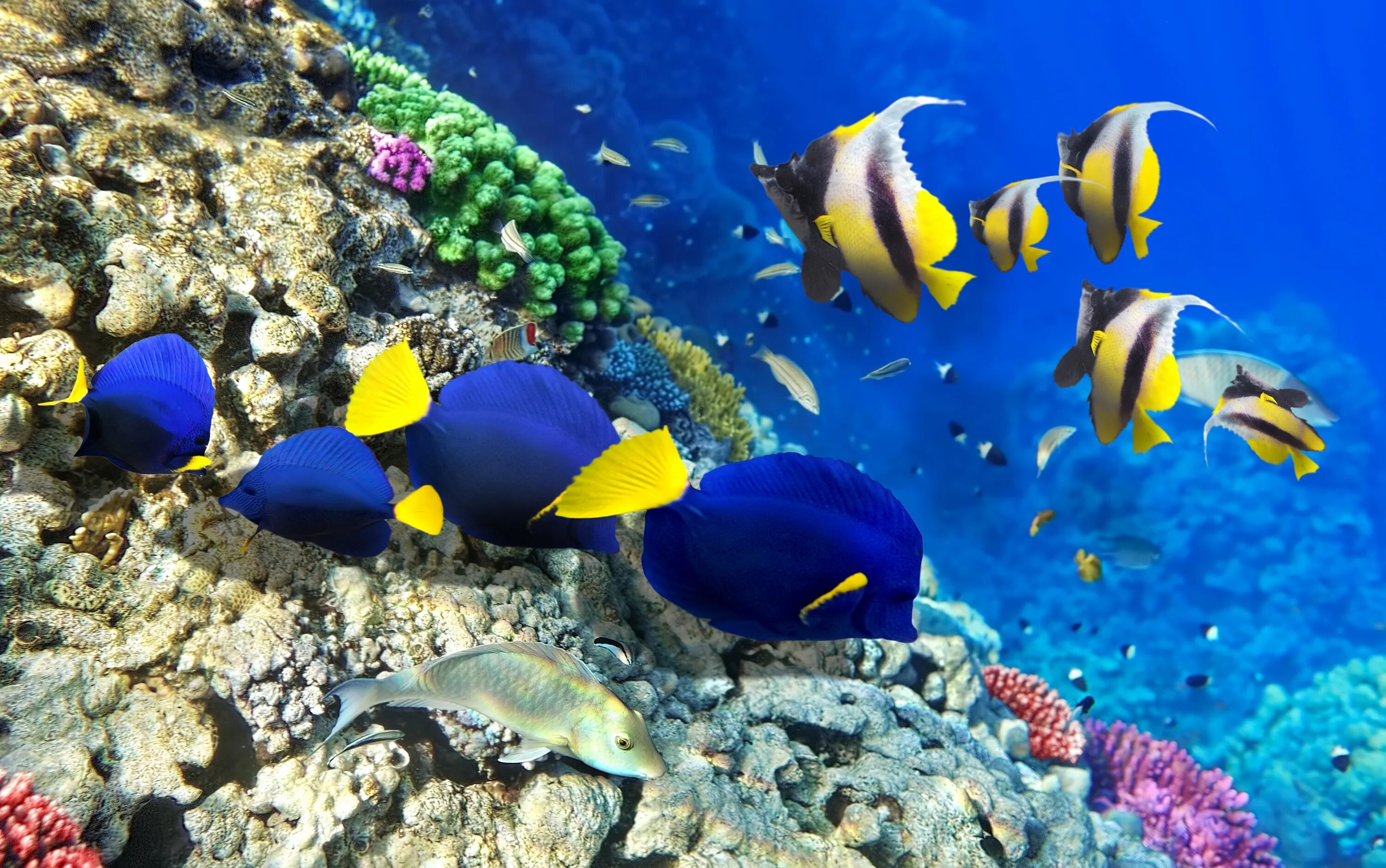 Животные кораллового рифа. Рифовые рыбы красного моря. Национальный морской парк Ватаму. Коралловые рифы красного моря. Рыбы кораллового рифа.