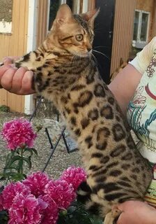 Бенгал взрослый кот