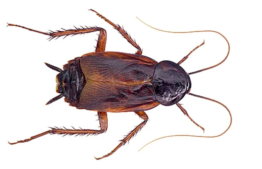 тут таракан там таракан. тут таракан там таракан. маленький таракан прусак. стая тараканов. приколы про тараканов.