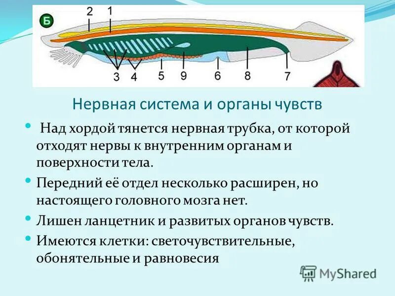 Упругий тяж. Хорда это в биологии 7 класс. Строение нефридия ланцетника. Хорда это в биологии 7 класс. Нервная система ланцетника.