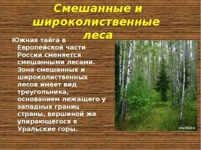 Природные особенности смешанных и широколиственных лесов. Зона лесов смешанные широколиственные. Зона смешанных и широколиственных лесов России. Смешанные леса характеристика. Характеристика смешанных и широколиственных лесов.