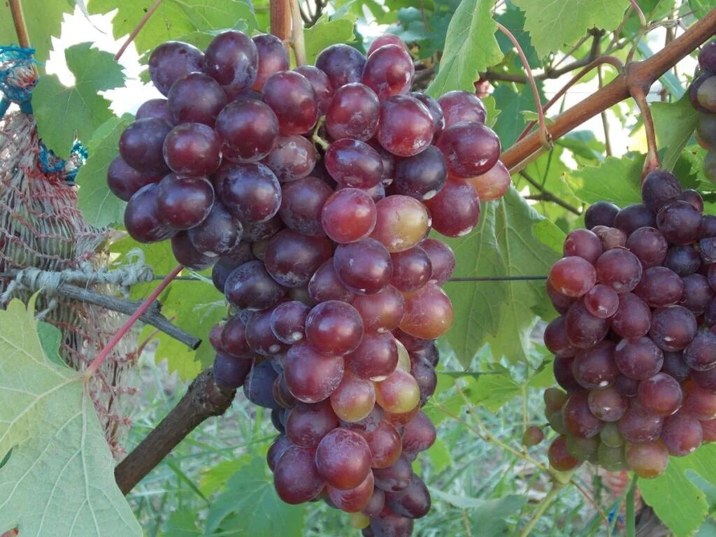 Виноград кармен. Сорта винограда Кармен. Виноград Колумб. Сорт винограда Negroamaro.