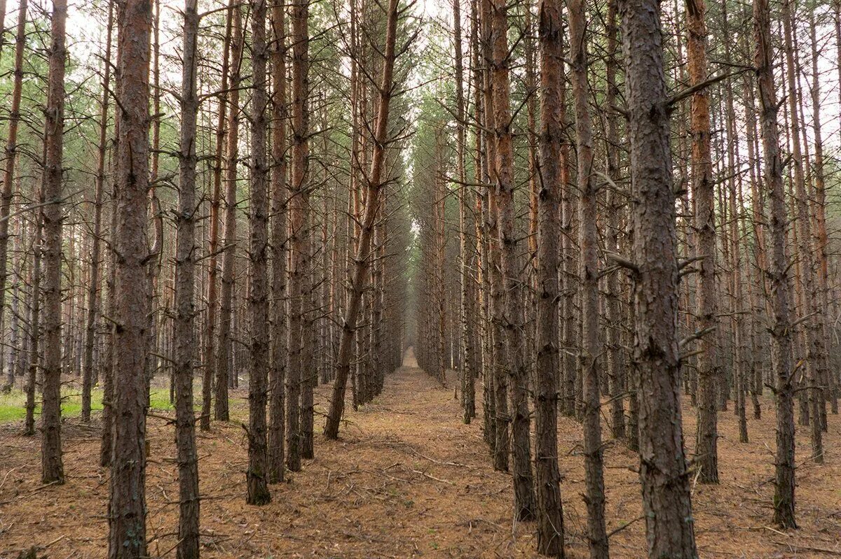 Ельники леса моск обл. Насоновский лес. Карыжский лес курская область. Насоновский лес. Сысоевский лес подмосковье.