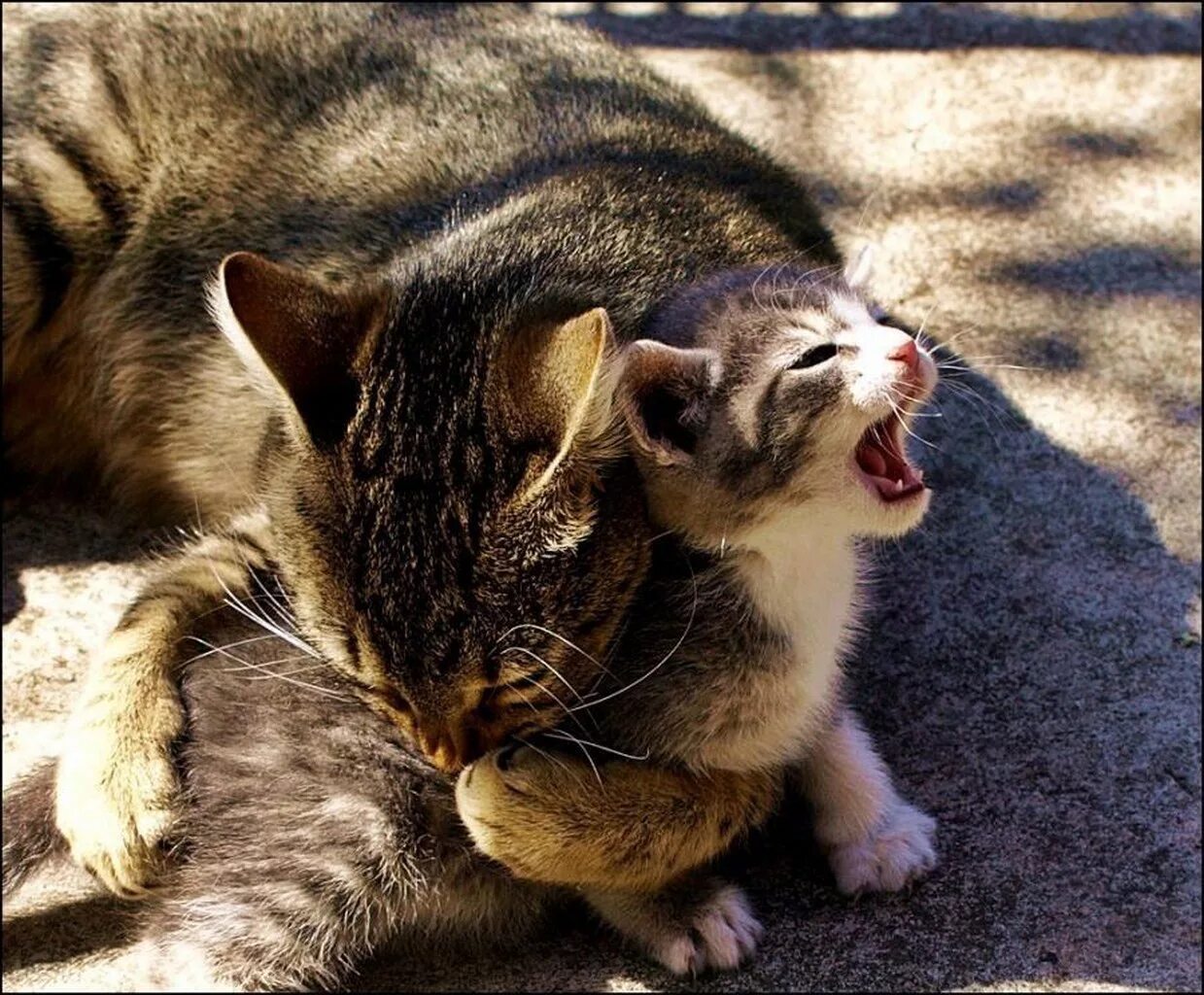 Почему кошка кусает. Котенок кусается. Кусачая кошка. Котики кусаются.