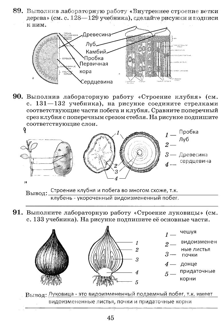 Лабораторная по биологии 6 класс строение луковицы. Как делается лабораторная работа по биологии 6 класс. Строение клубня и луковицы 6 класс.