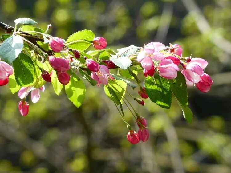 Malus floribunda. Яблоня обильноцветущая Malus floribunda. Малус флорибунда. Malus floribunda Winter form. Яблоня флорибунда