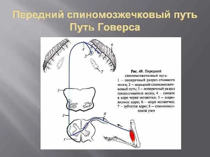 Передний спинно-мозжечковый путь схема. Передний спинно-мозжечковый путь функции. Задний спинно-мозжечковый путь (путь Флексига).. Задний спинно-мозжечковый путь Флексига схема.