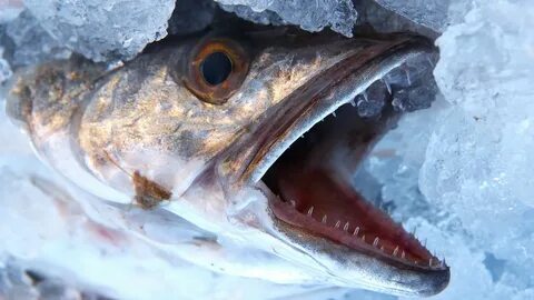 Alerta sanitaria en la Unión Europea por huevas de merluza con anisakis proceden